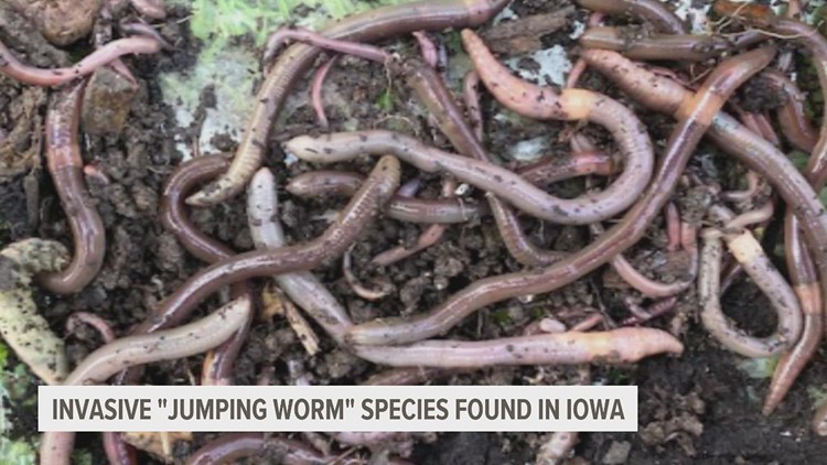 Invasive worm species found in Iowa