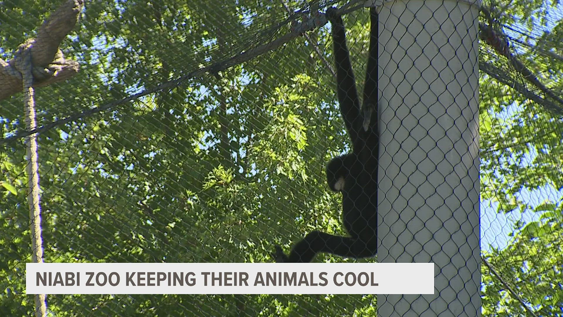 With temperatures reaching 100 degrees in Coal Valley, Niabi Zoo is trying their best to keep the animals cool