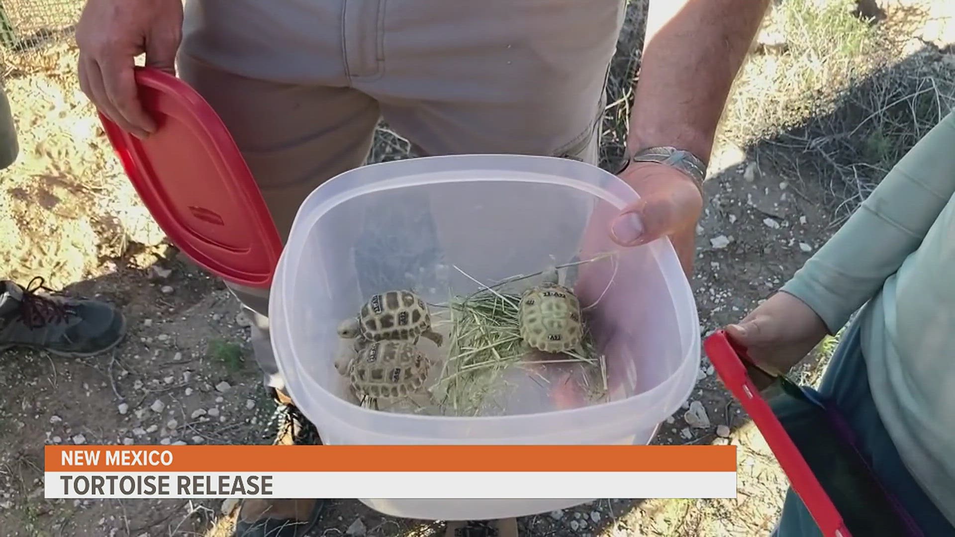 The goal is to build a colony that will help improve the wild population over several decades.