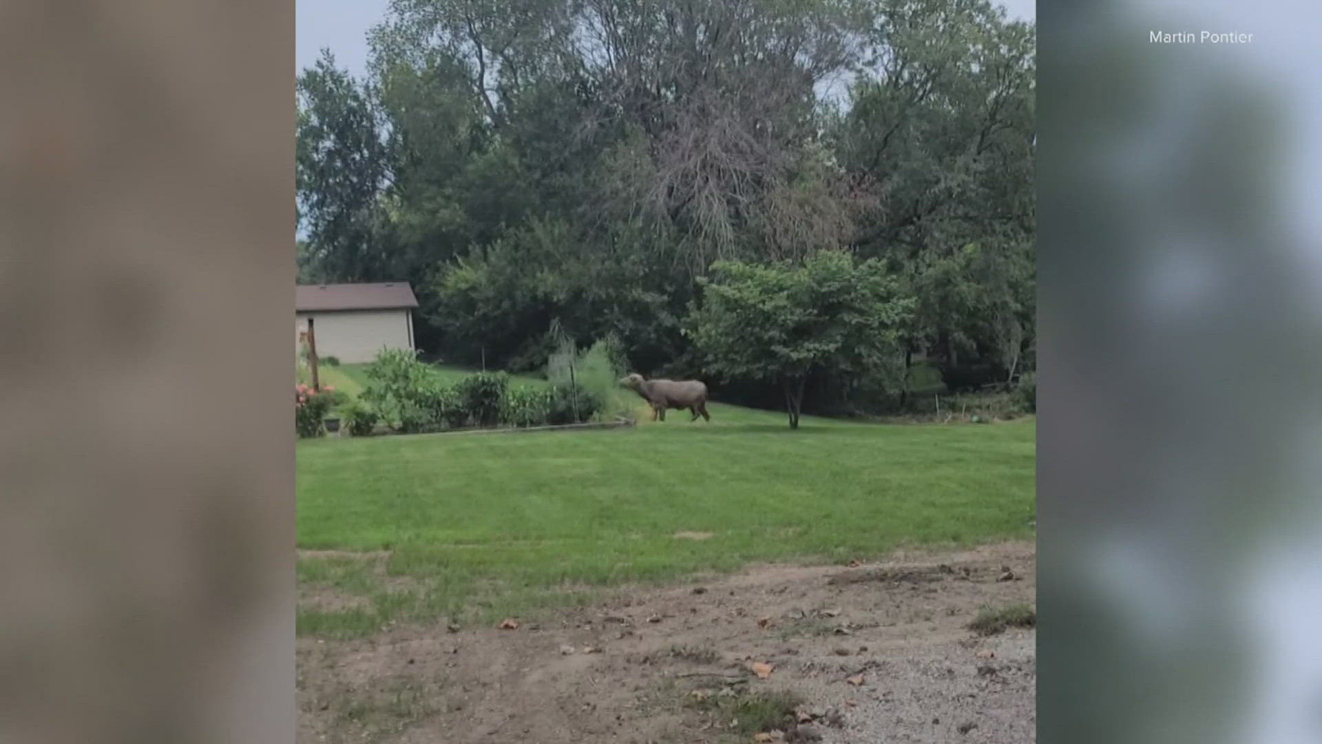 Pleasant Hill residents were shocked when reports of a water buffalo were first released. Police in the area say people should not attempt to capture the animal.