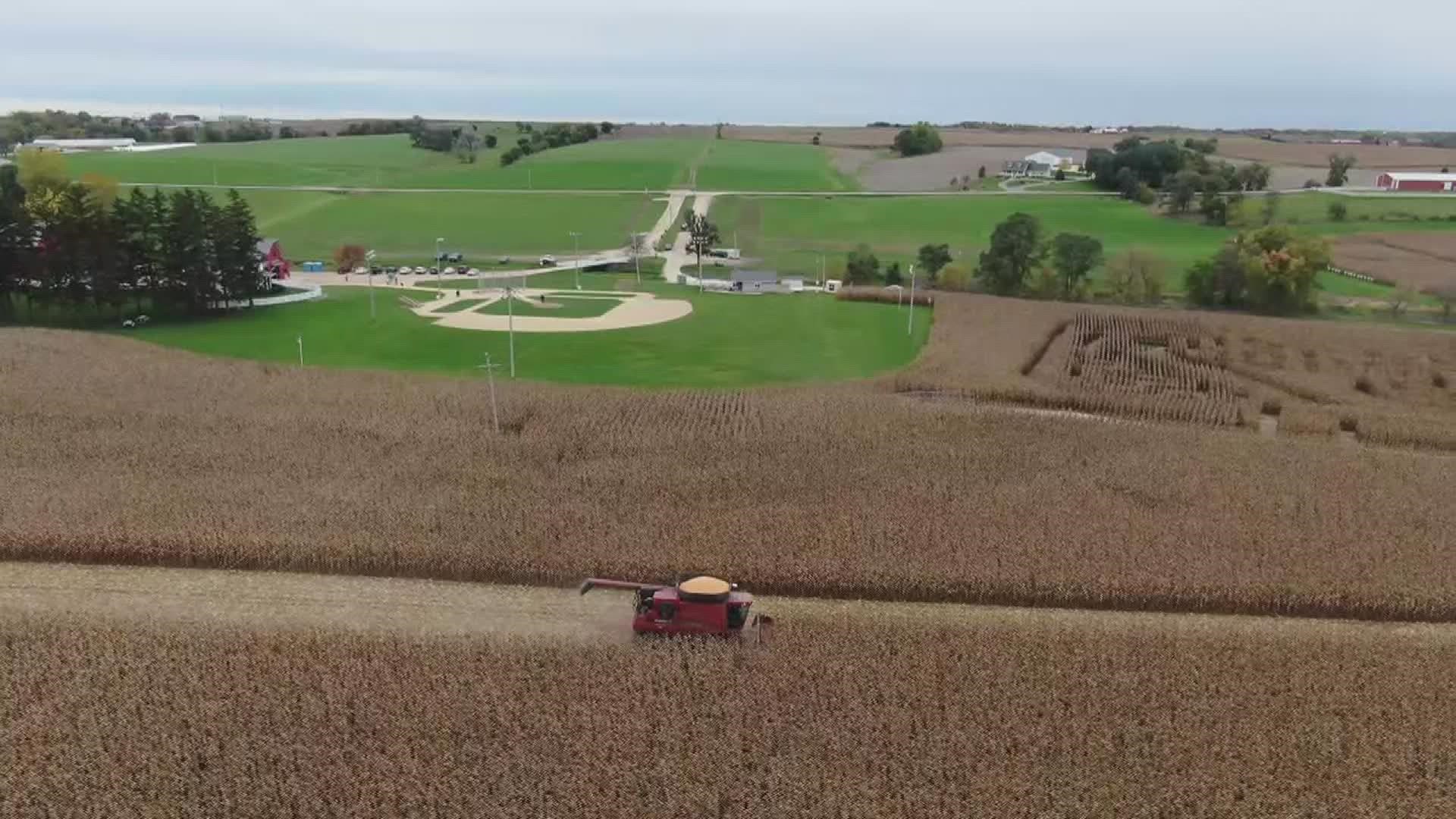 The Rahe brothers harvested the 140-acre cornfield that surrounds the Field of Dreams movie site, and the harvest yields around 31,000 bushels of corn.