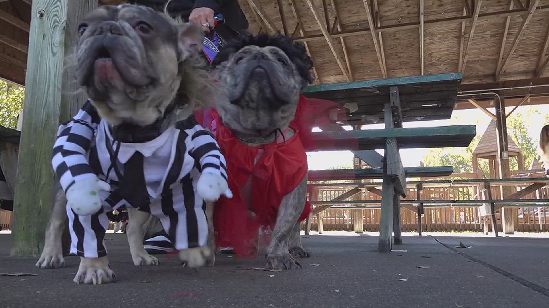 Over the weekend residents and their pets dressed up in their spookiest for the first "Pet Costume Parade."