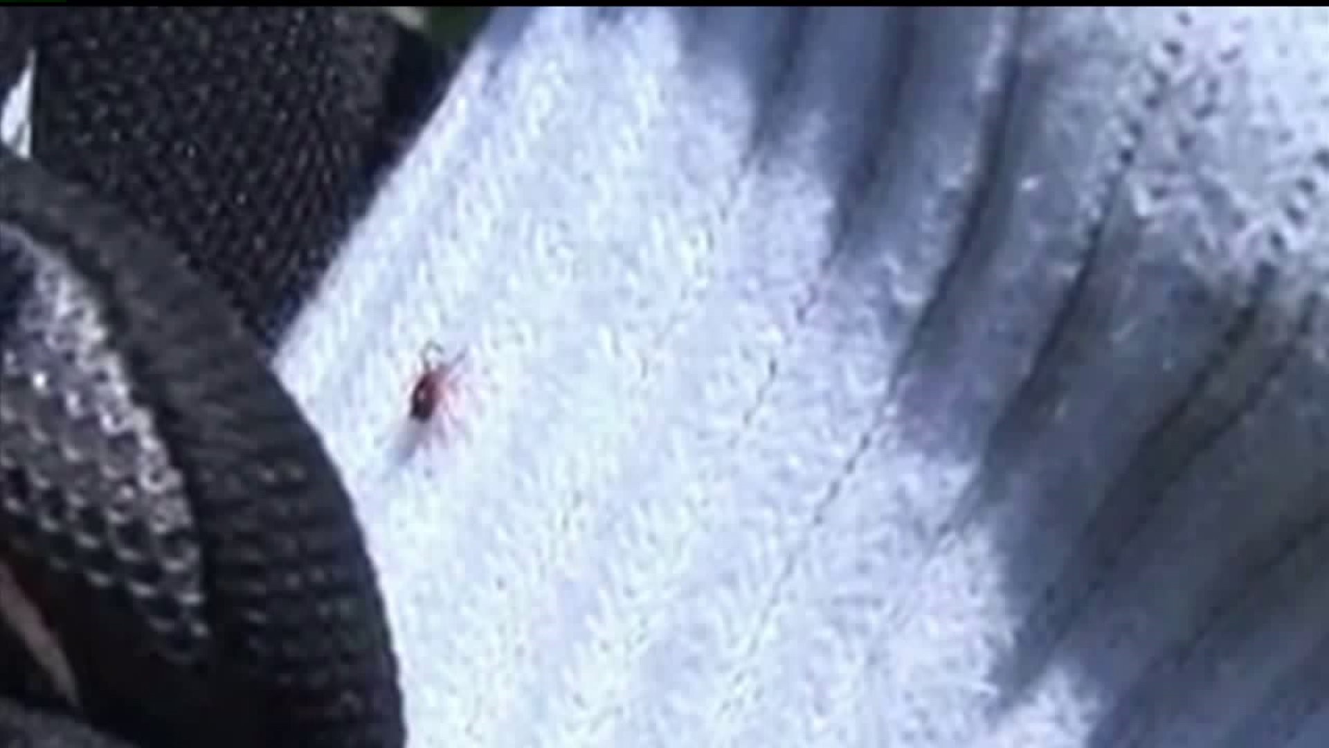 Illness caused by ticks on the rise in Illinois