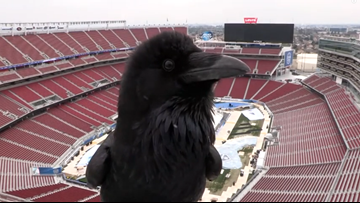 Viral Video Crow steals the show with surprise webcam appearance ...