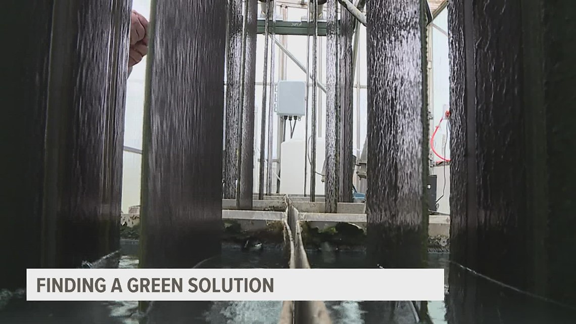 Muscatine WRRF is now using algae to treat its wastewater - Vimarsana News