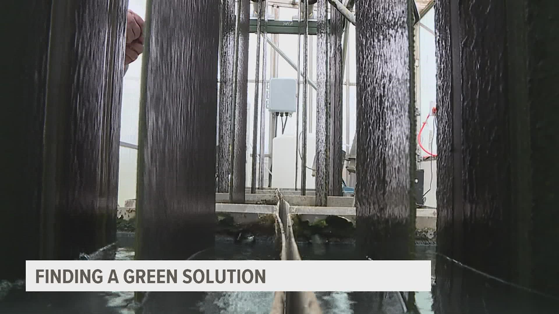 The Muscatine Water and Resource Recovery Facility is using algae to remove nitrogen and phosphorous from its wastewater.