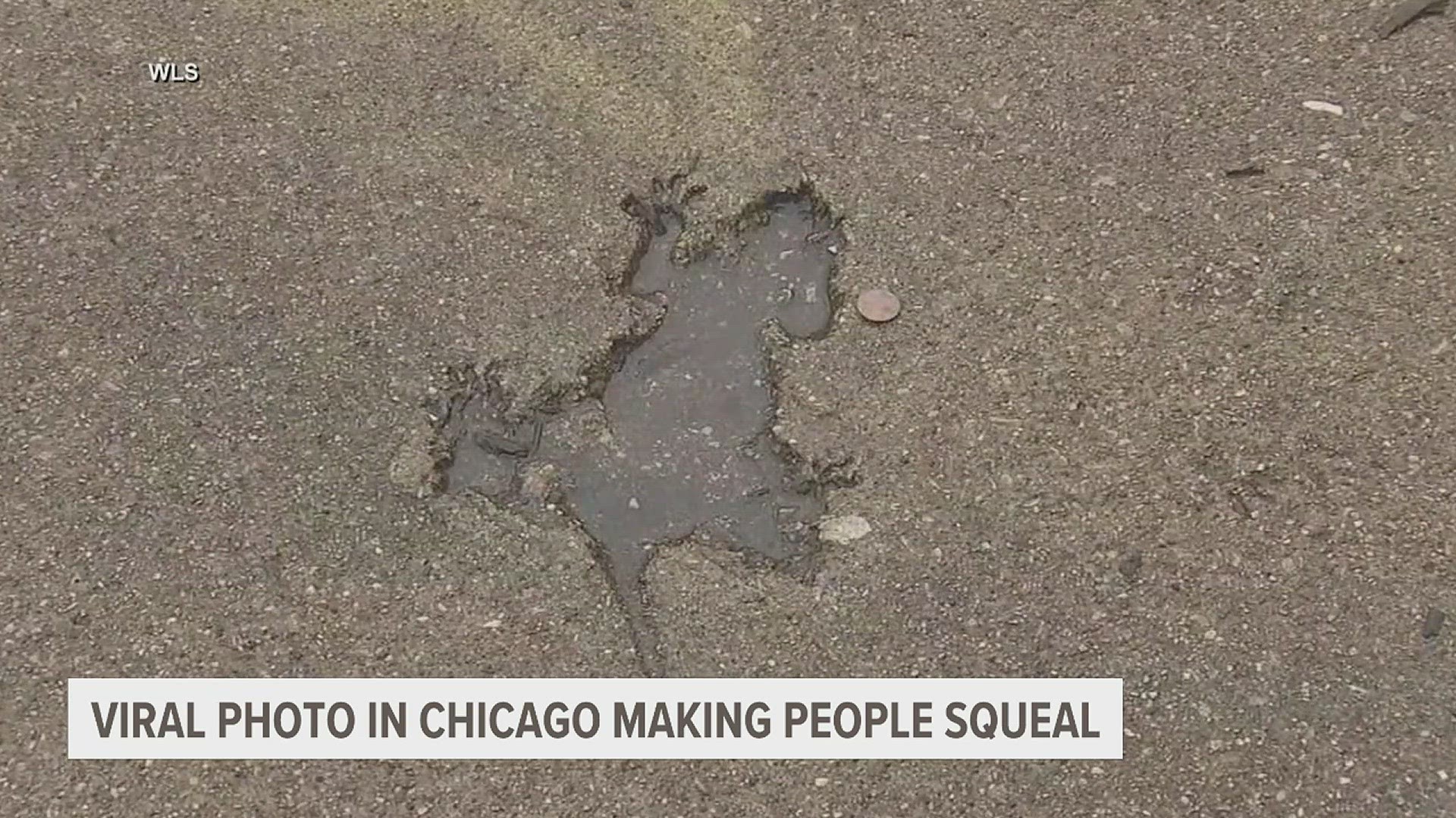 Rat imprint on the sidewalk in Chicago goes viral