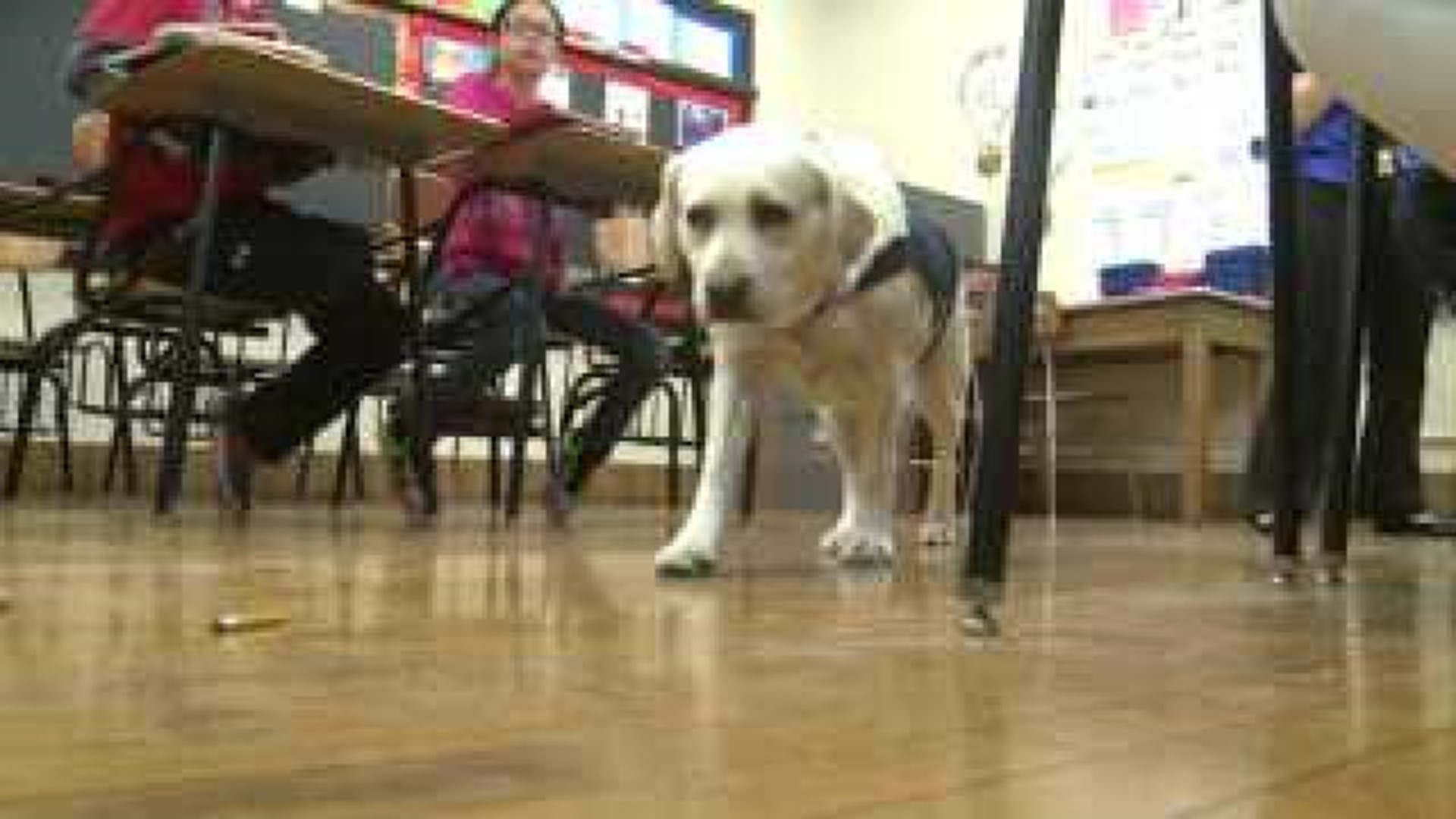 Smart Intermediate students get a new friend in Cami the facility dog