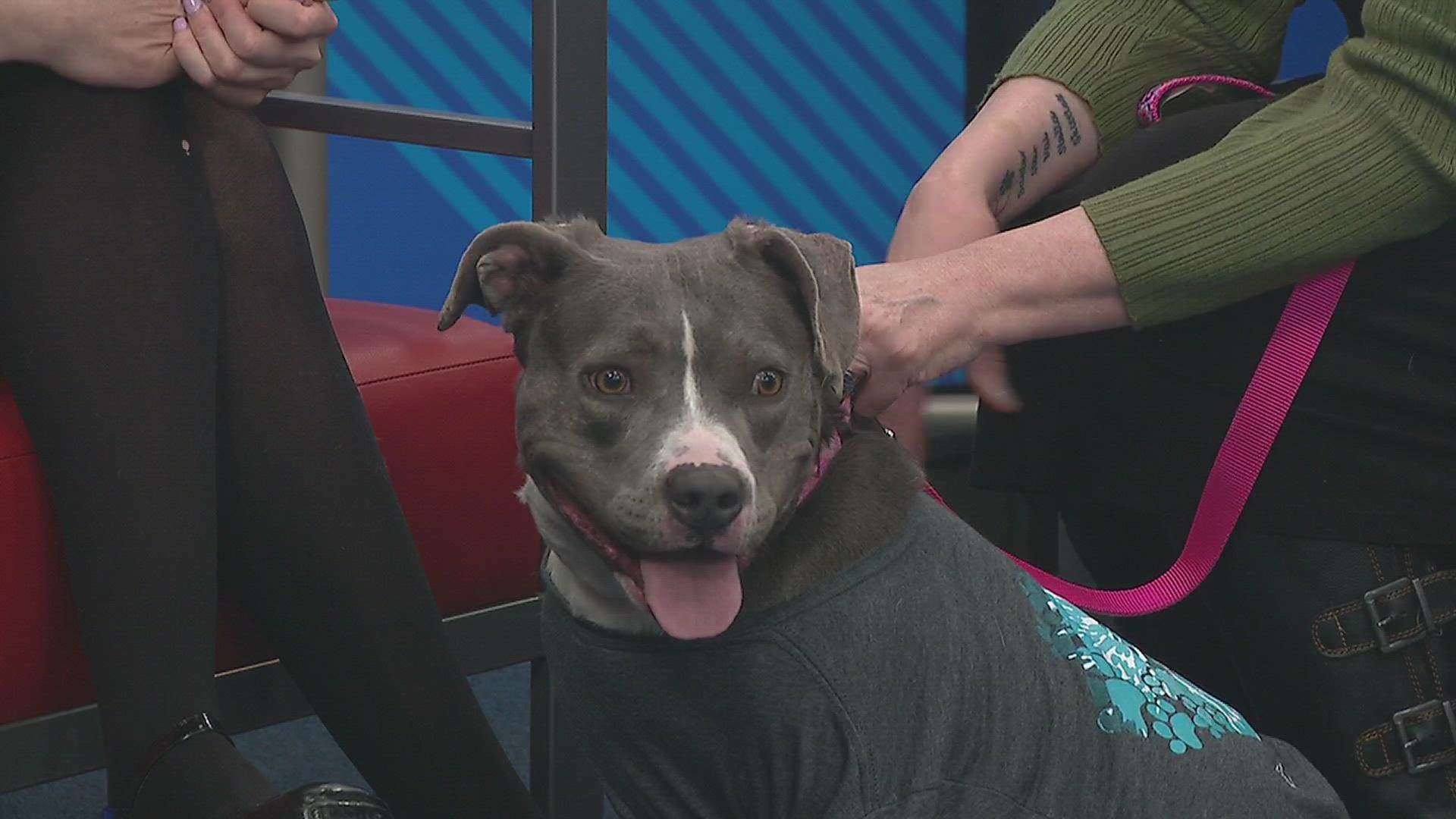 Lil' Debbie is the this week's WQAD Pet of the Week! She is a 6 year old spayed female Lab/Pit Bull Mix. She is super friendly and loves people!
