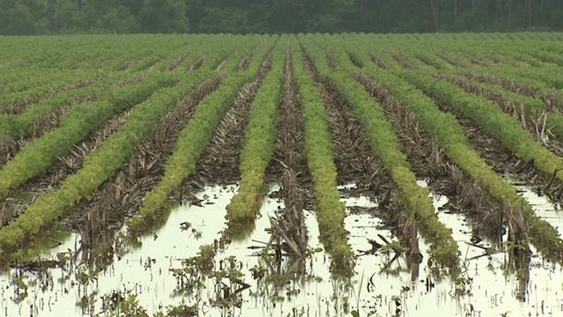 Soybean crops in danger, too much rain