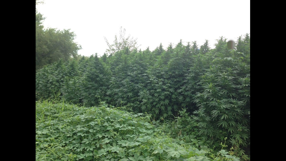 Hundreds of huge marijuana plants found at state park near Prophetstown