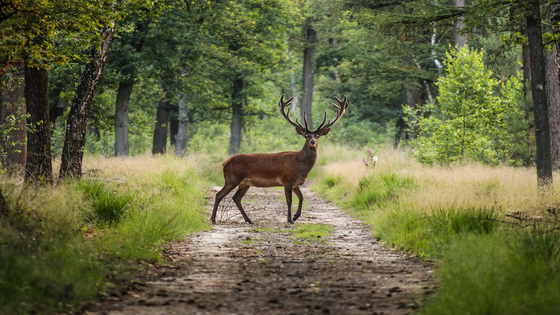 The disease is fatal in white-tailed deer and is particularly bad in southeastern Iowa this year. However, the state's DNR says there's plenty to be hopeful about.