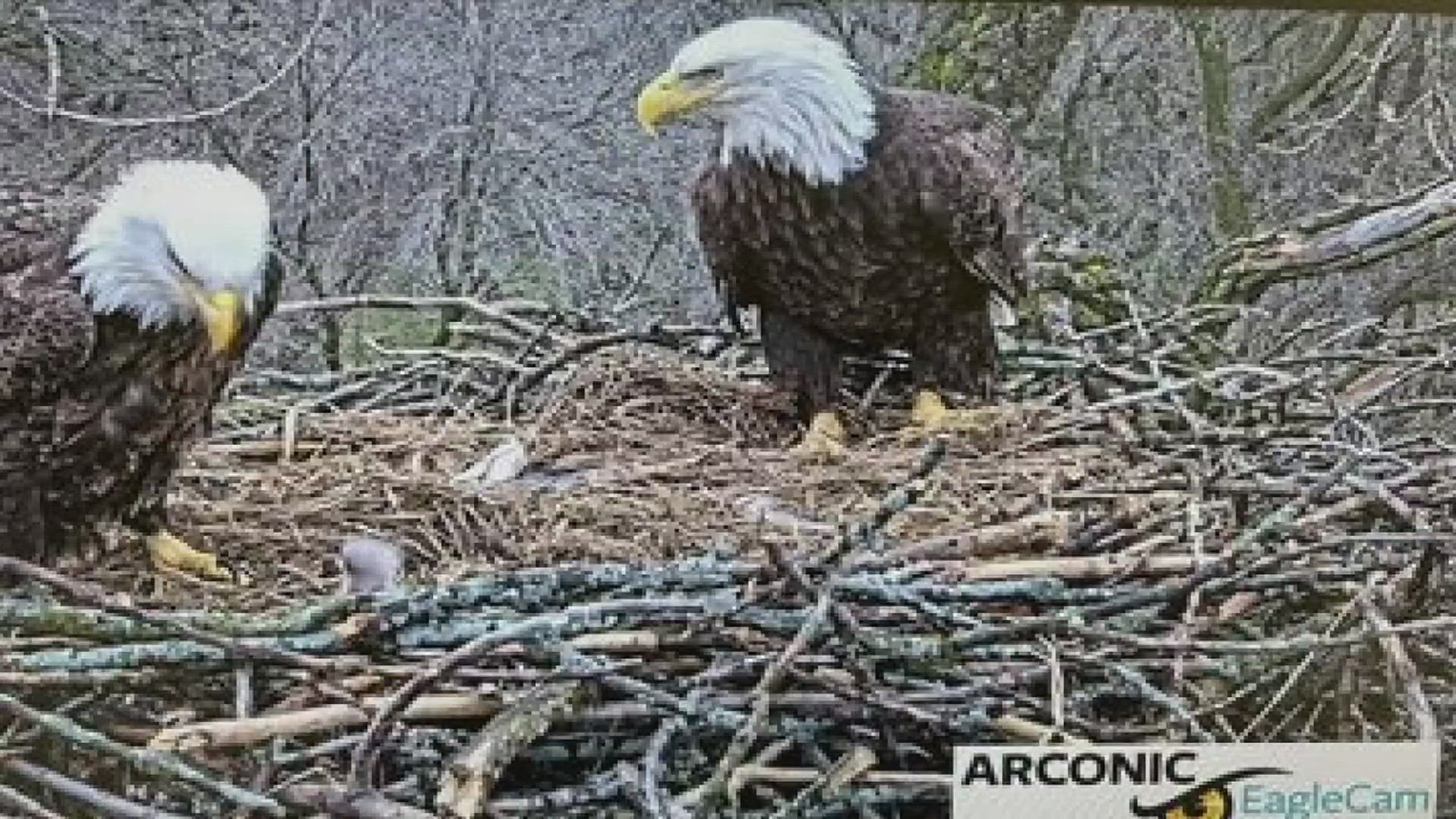 Officials said they're predicting another bird will hatch in the next few days, as well.