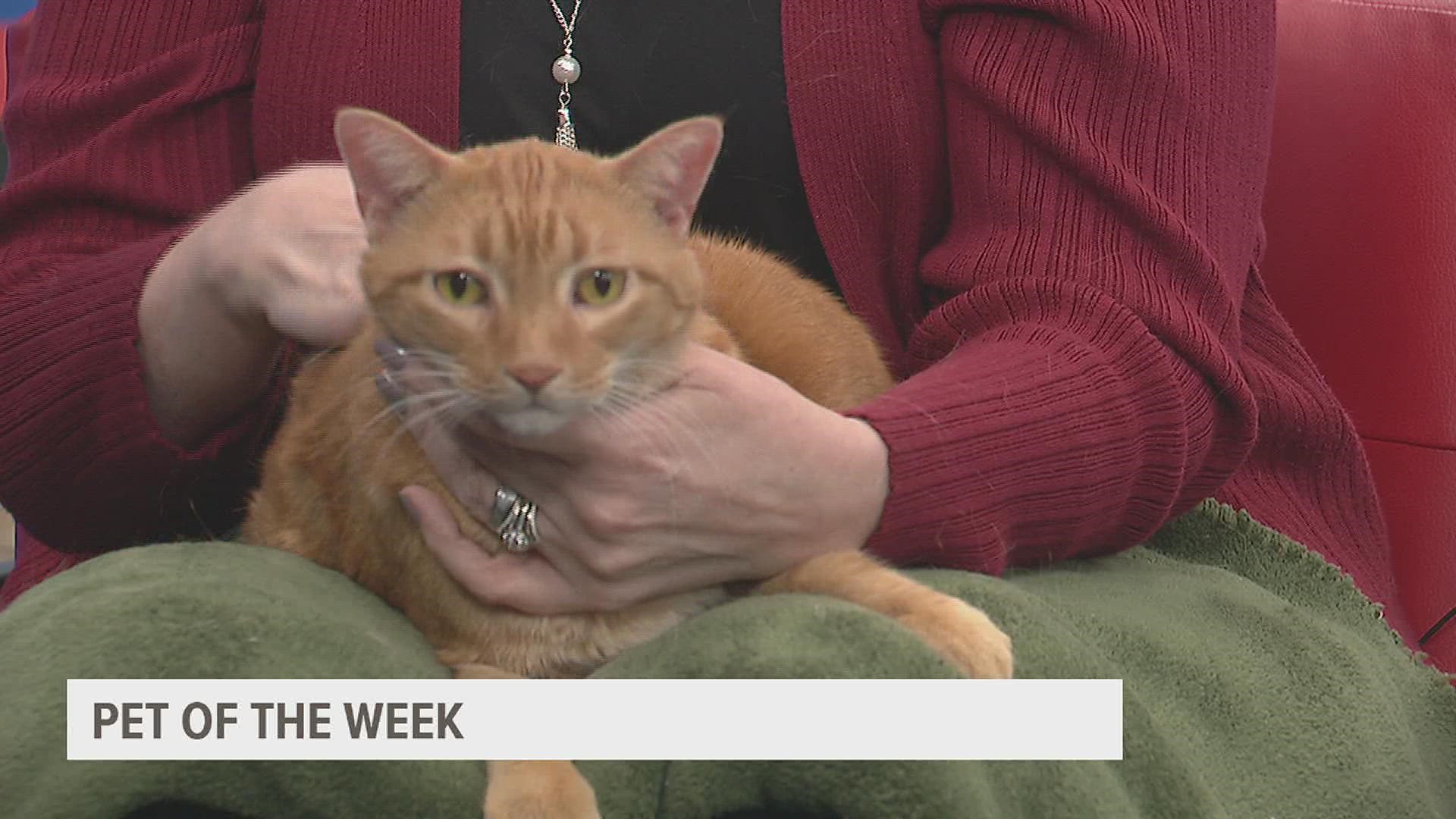 Patti McRae with the Quad City Animal Welfare Center joins us with Milo, our pet of the week! Find out how you can help the Quad City Animal Welfare Center.