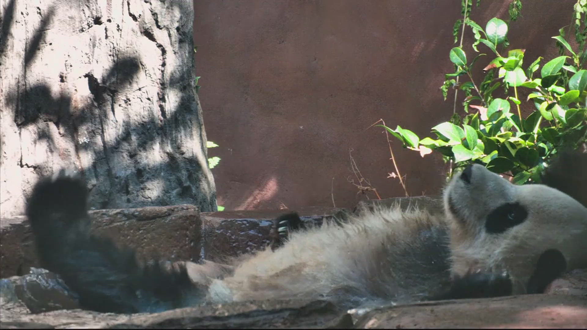 The pandas will remain out of the public eye until January while they adapt to their new surroundings.