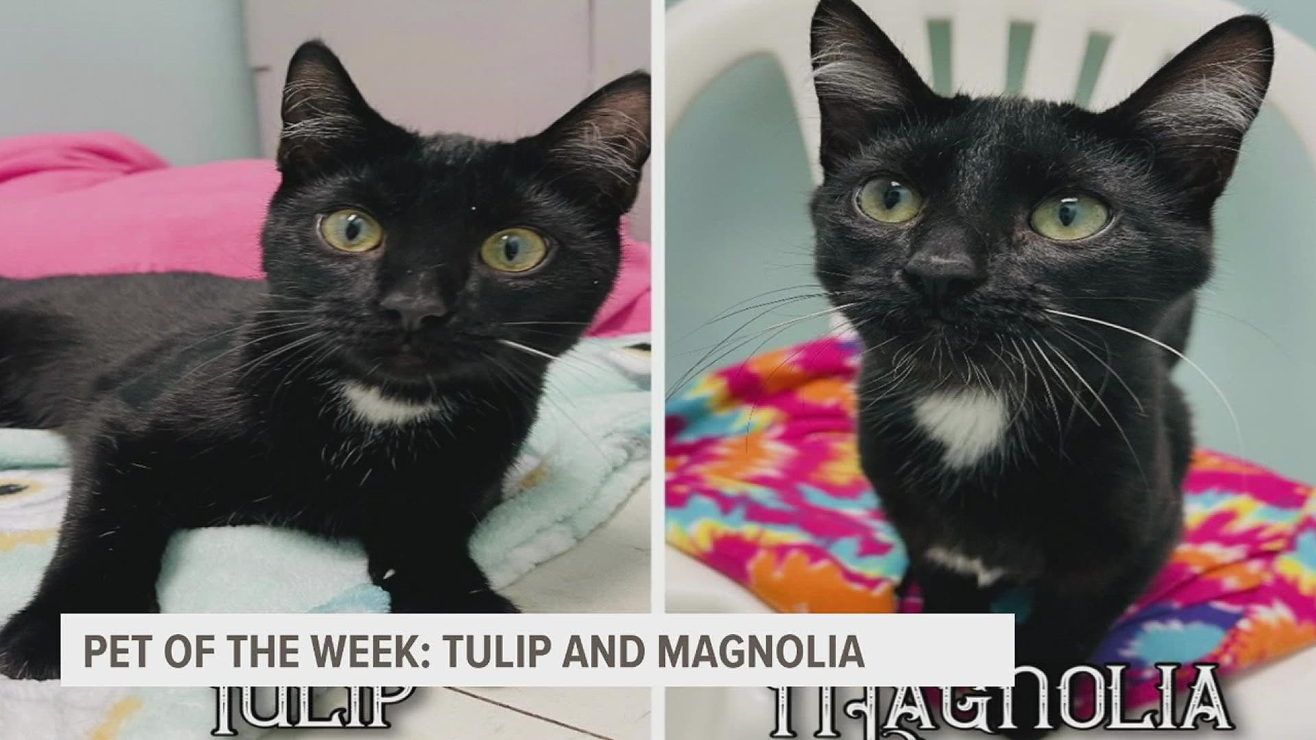 The pair are seeking a home where they can stay together. They enjoy playing with toys, cuddling together and soaking up all of your love and attention.