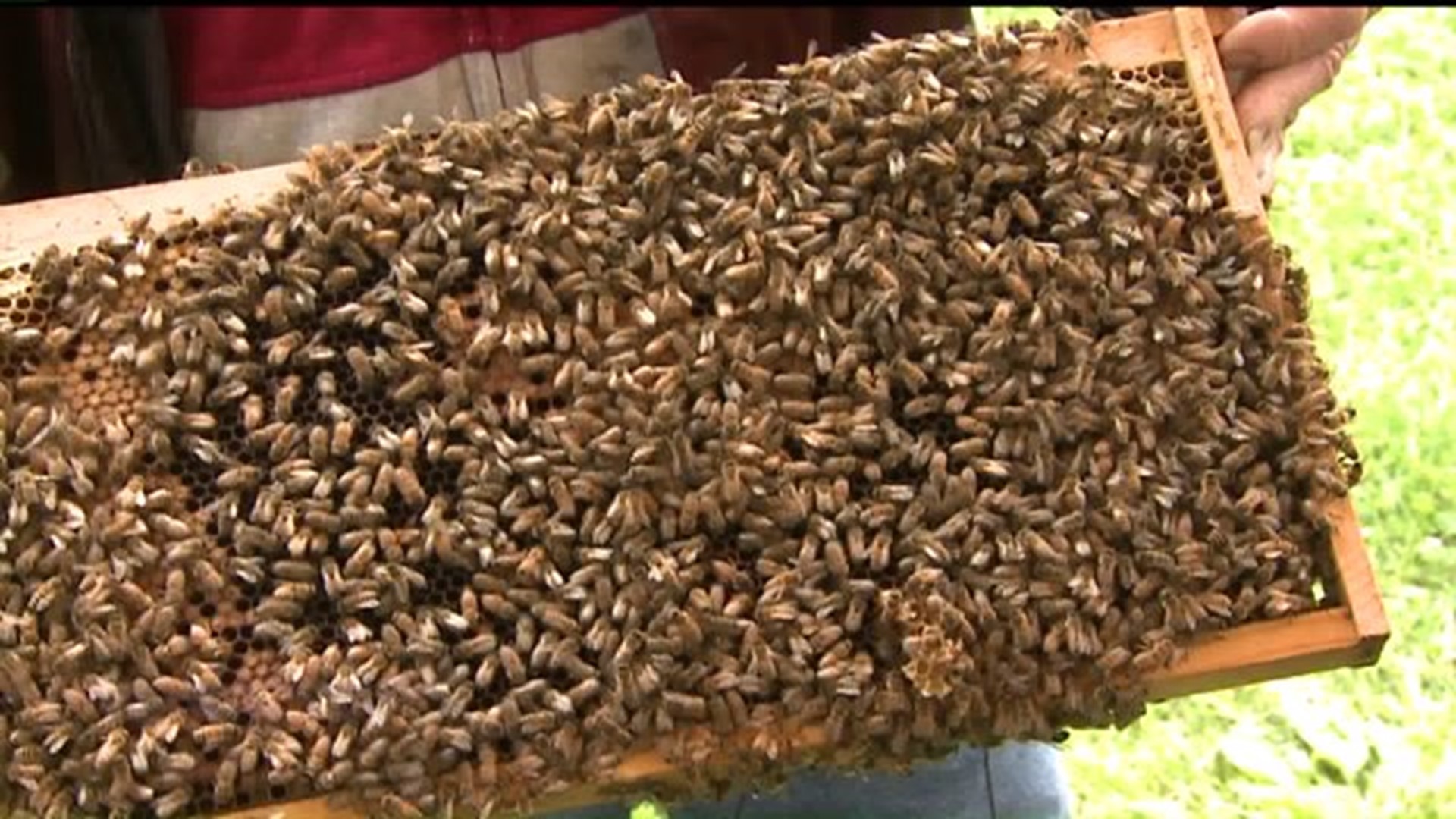 White House working to boost honeybee population