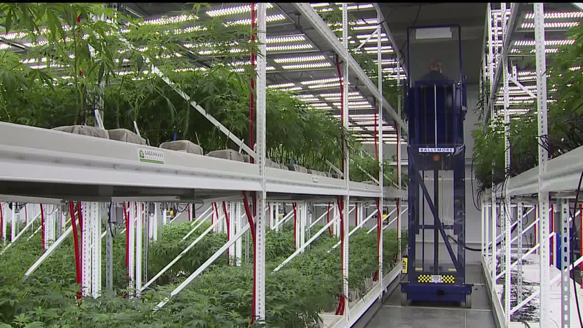 Green Thumb Industries workers want to unionize