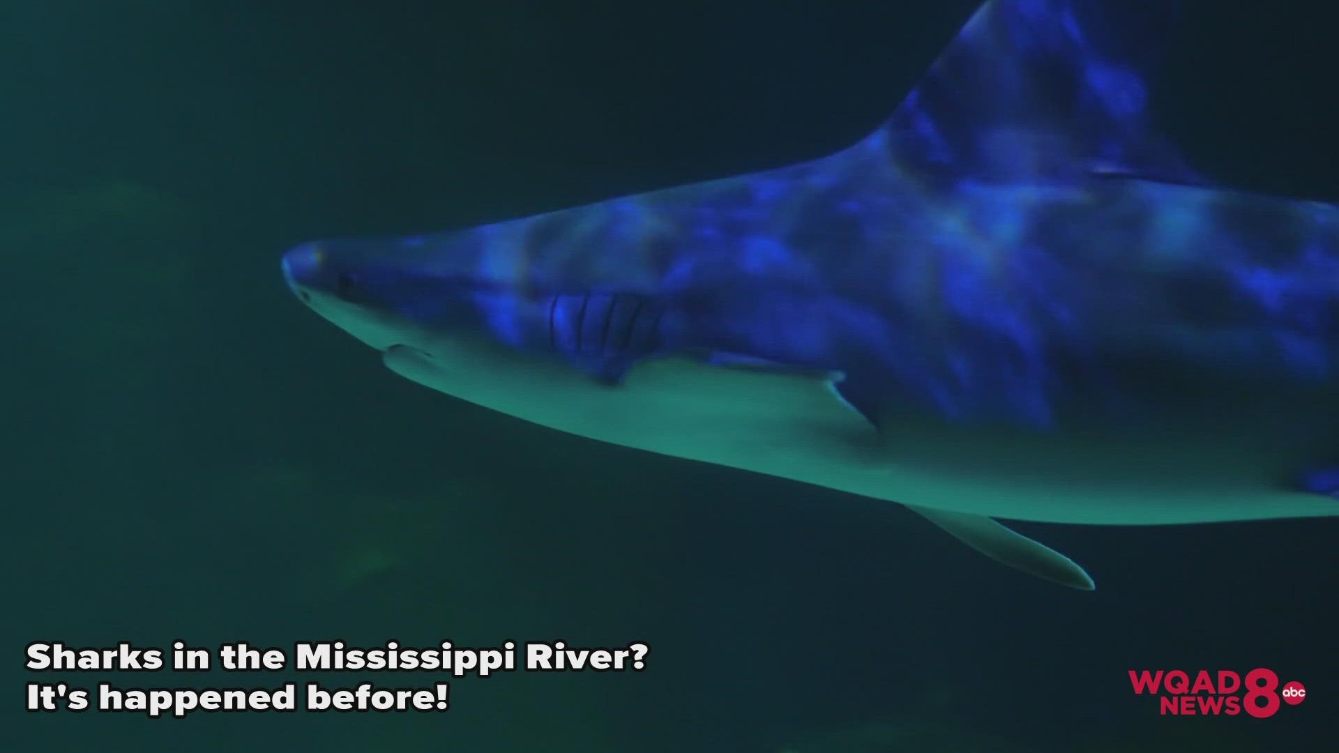 There have been at least two known sightings of bull sharks in the Mississippi River since the 1930s