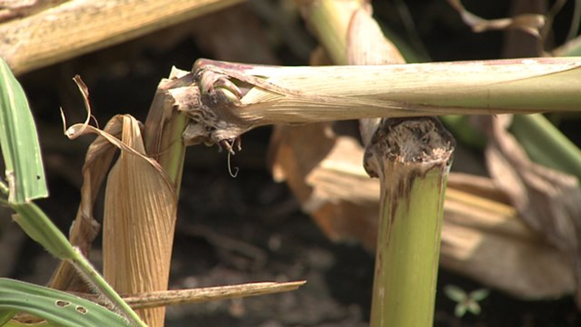 Extreme weather takes a toll on Illinois crops and farms