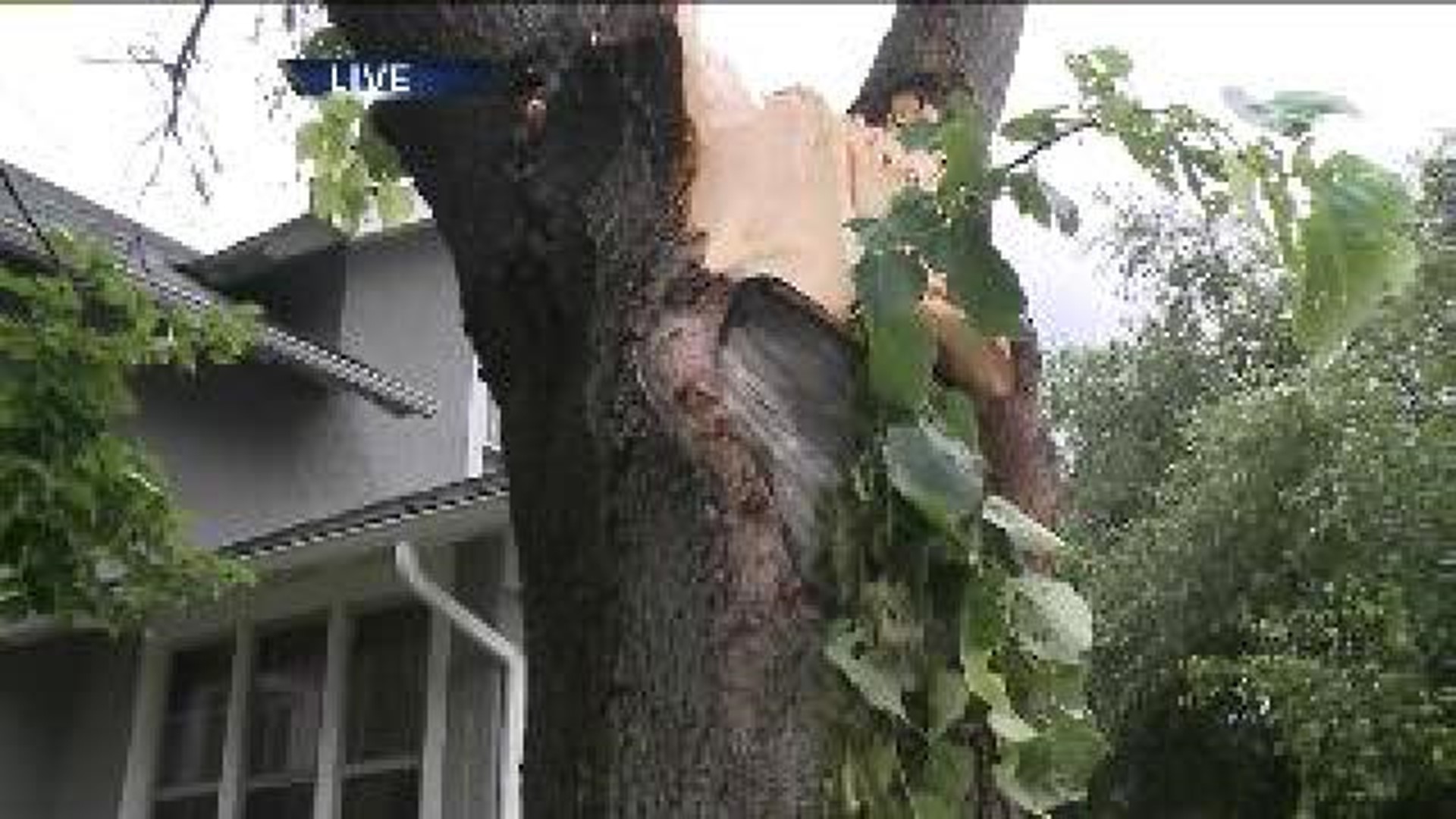 Trees down on the street after storms in Davenport