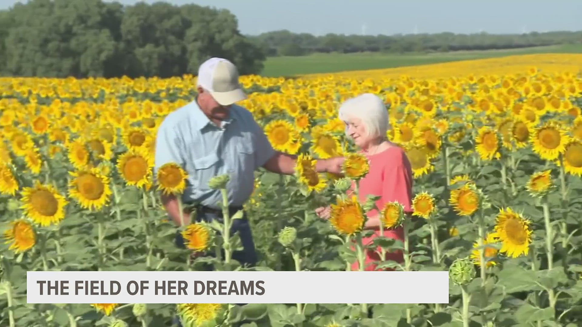 A 'field of her dreams': Man plants thousands of sunflowers to