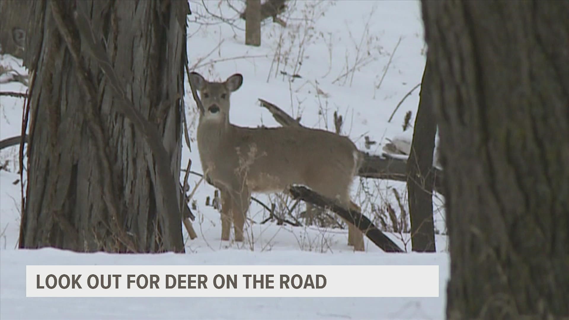 Deer are on the move in both Iowa and Illinois as peak breeding season for white-tailed deer begins. Experts are warning drivers to be vigilant of deer when driving.