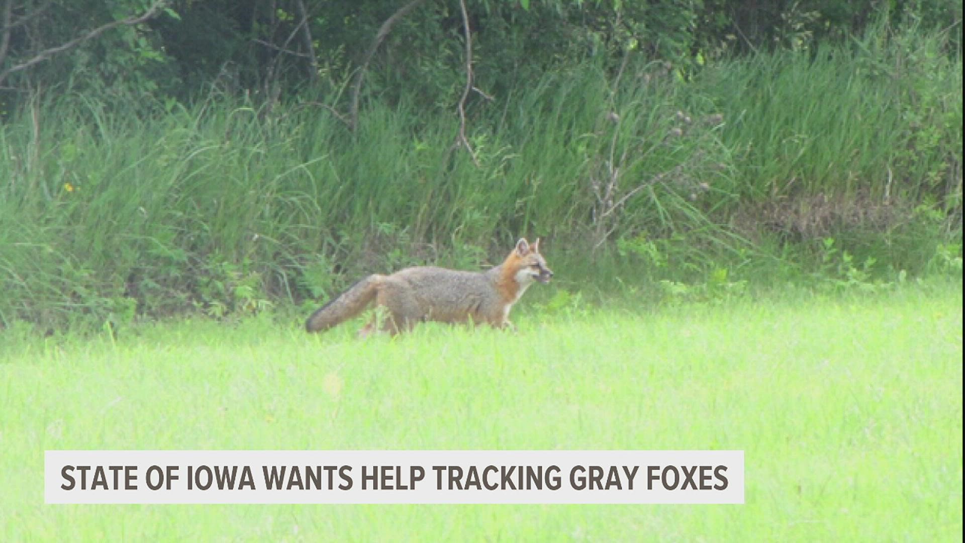 The Iowa Department of Natural Resources is offering a $400 bounty to trappers who catch gray foxes. The agency wants to facilitate population growth among the foxes