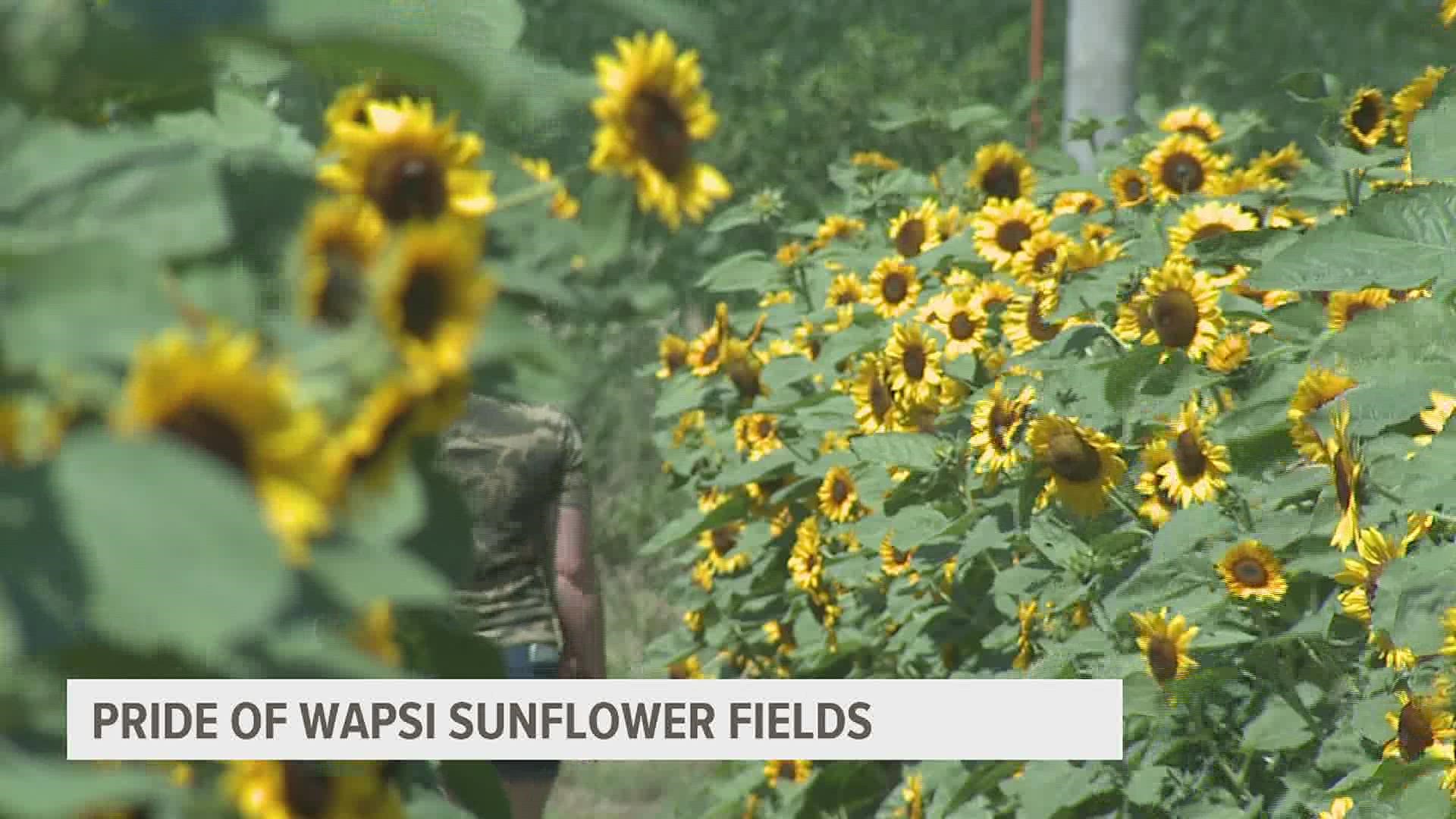 Get lost in sunflower fields at Pride of the Wapsi through the end of