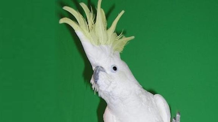 Snowball, the dancing cockatoo, learned 14 moves all by his little bird  self 