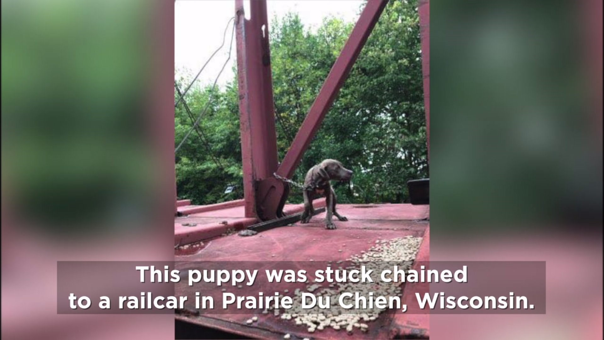 Pup found tied to railcar