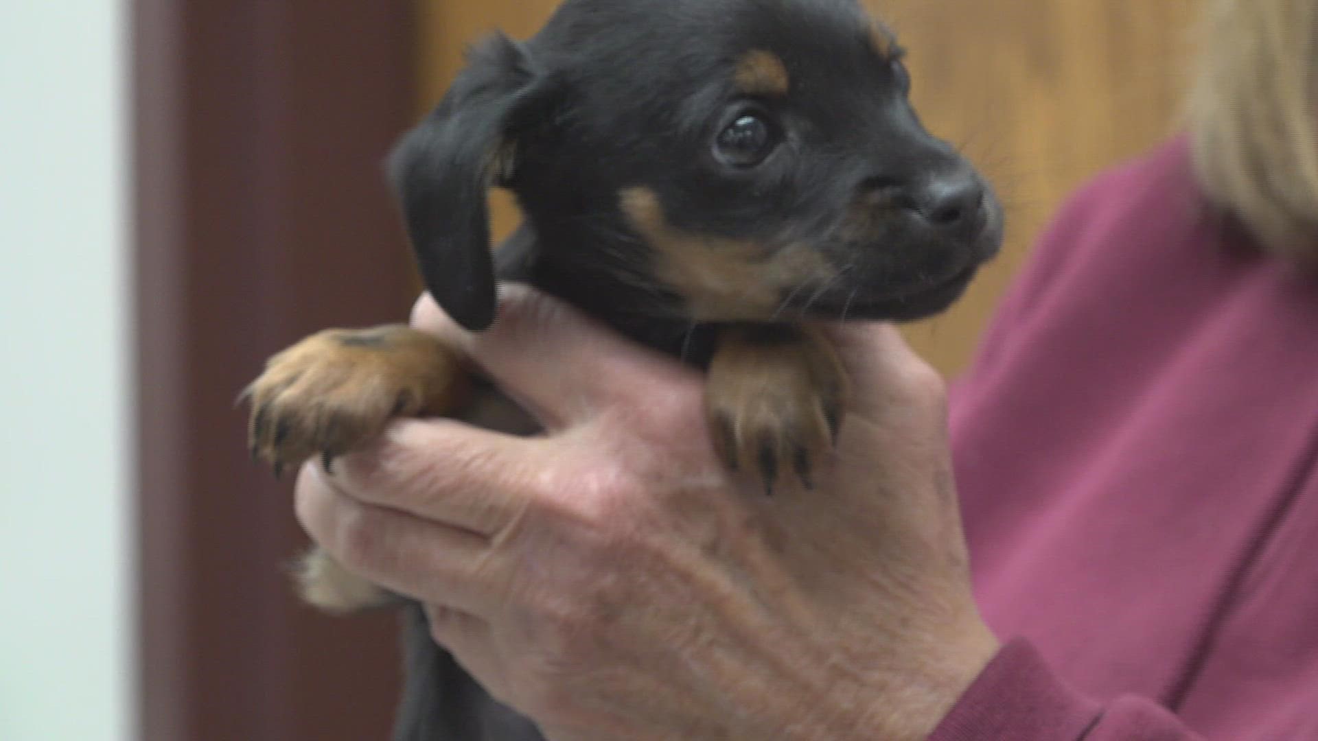 The Muscatine Humane Society puts five of the 42 dogs up for adoption after nursing them back to health