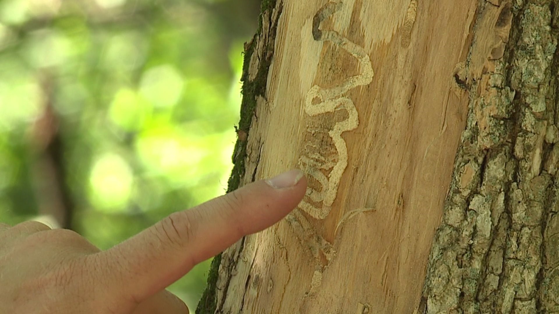 Wasp could help diminish emerald ash borer numbers