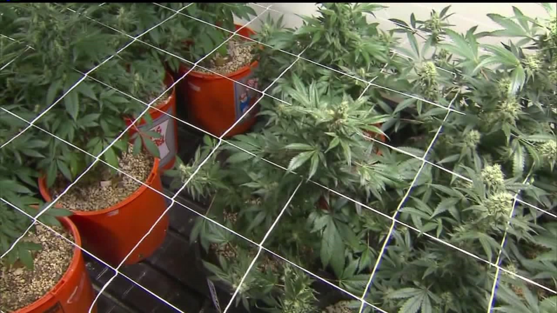 RICO to offer help filling out medical marijuana application
