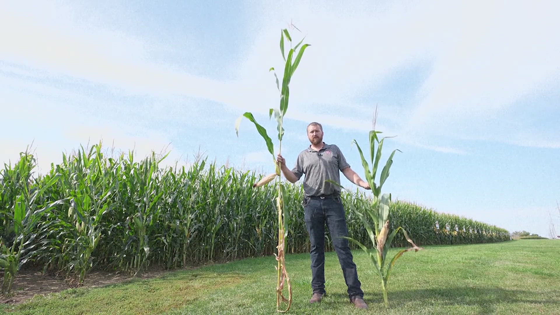 The short corn developed by Bayer Crop Science is being tested on about 30,000 acres in the Midwest.