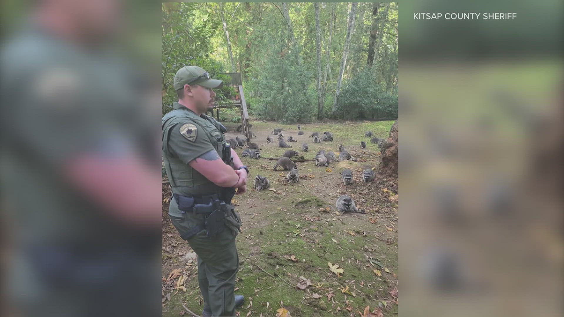 The homeowner had been setting food out for raccoons since the 1980s. The cost to remove all the raccoons on her property could be around $50,000.