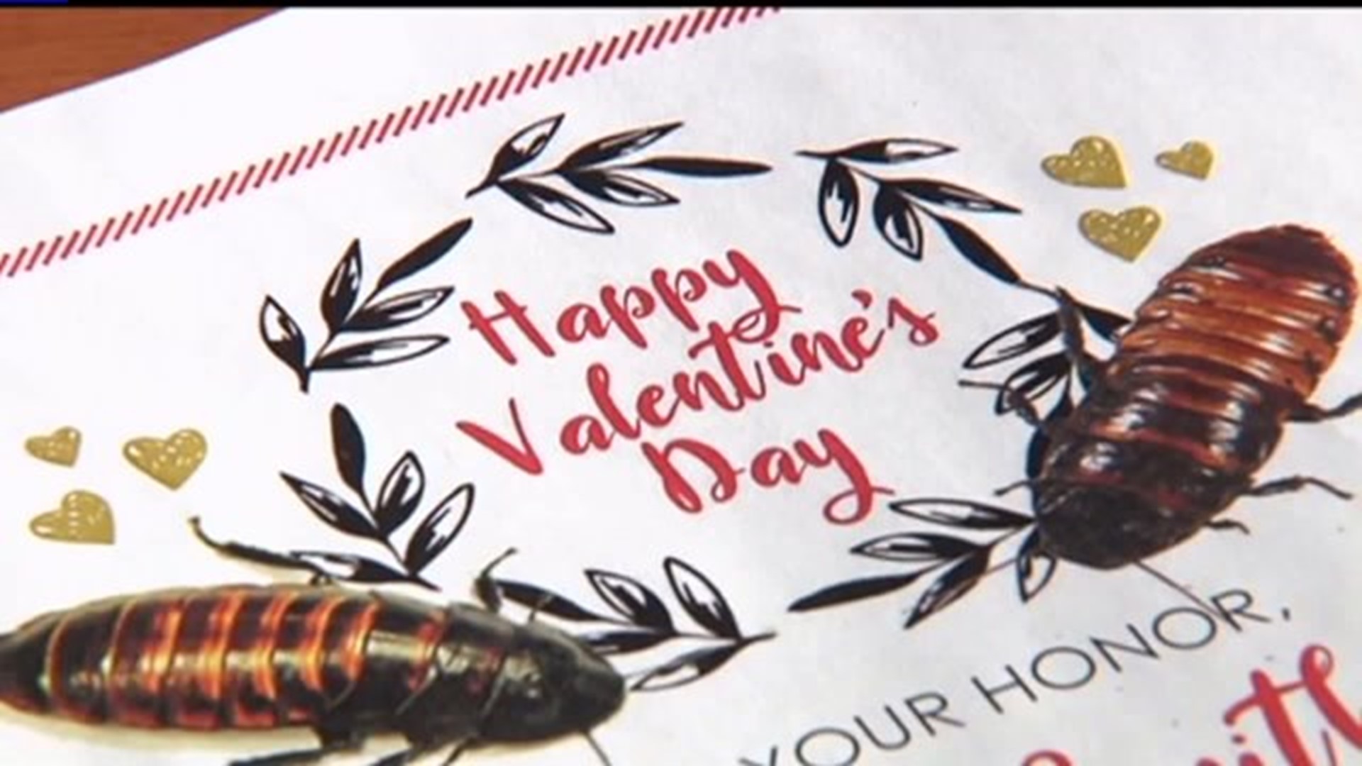 Valentine`s Hissing Cockroach program