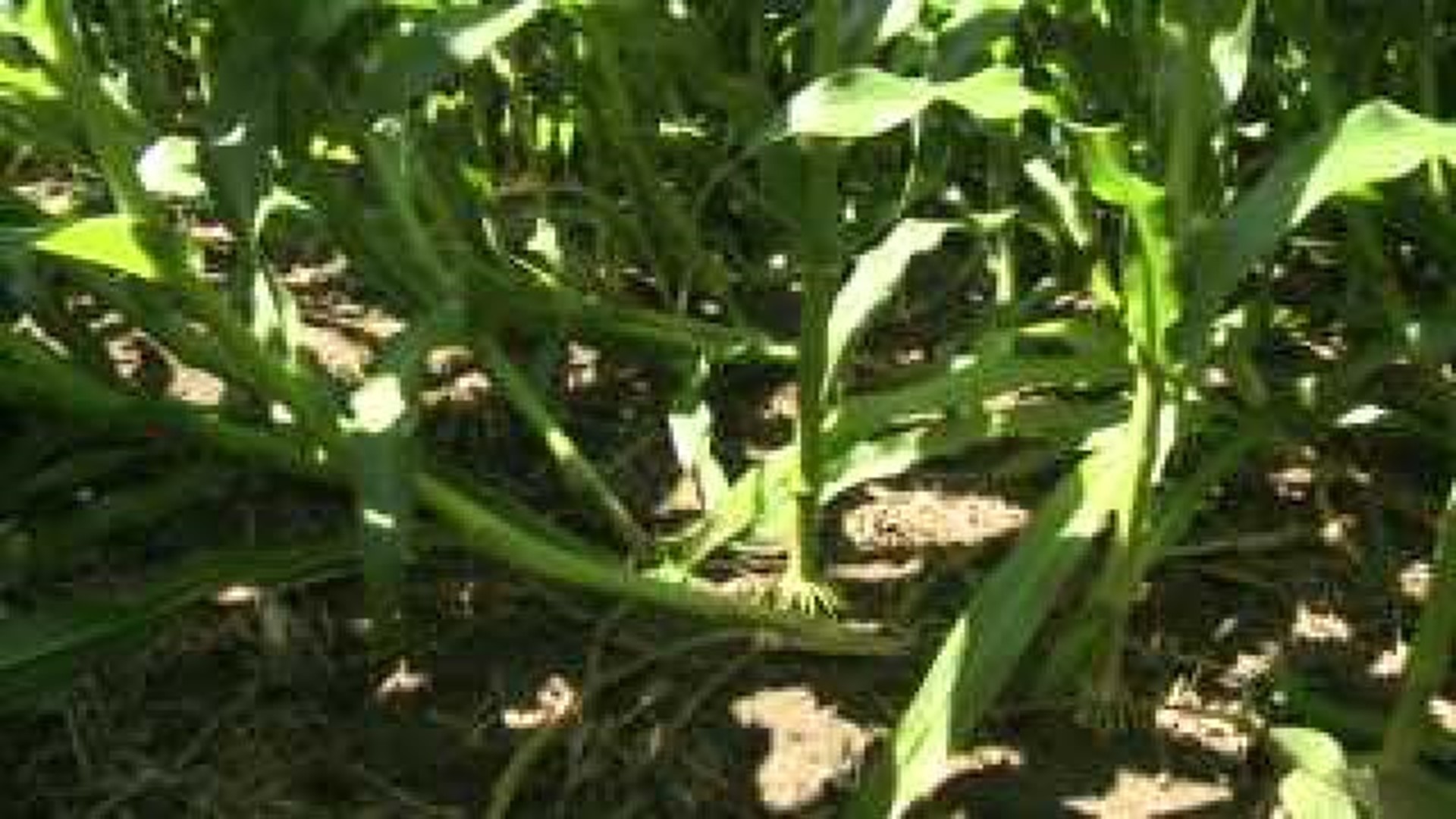 Storm damage lingers with corn crop