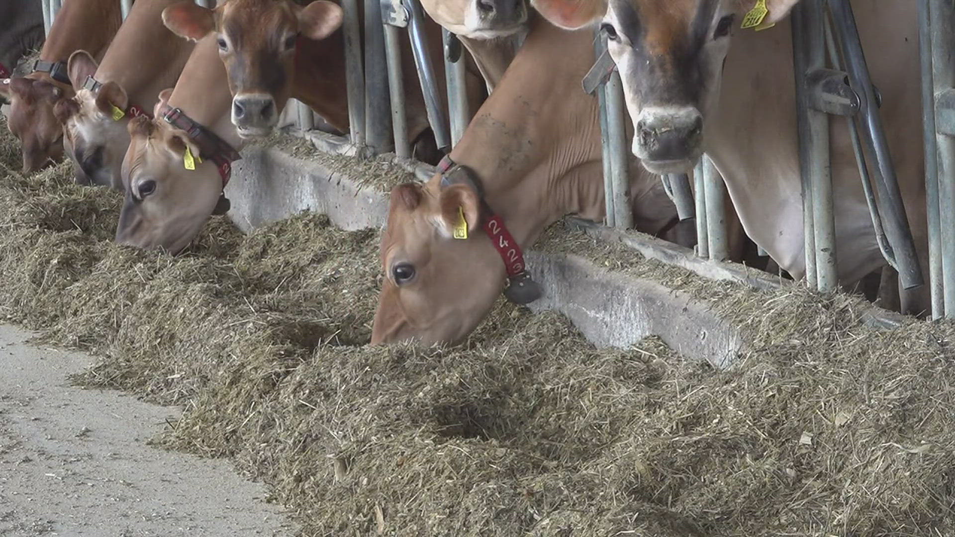 Lactating dairy cows entered in events like the Mississippi Valley Fair need to be tested to prevent the spread of the virus.