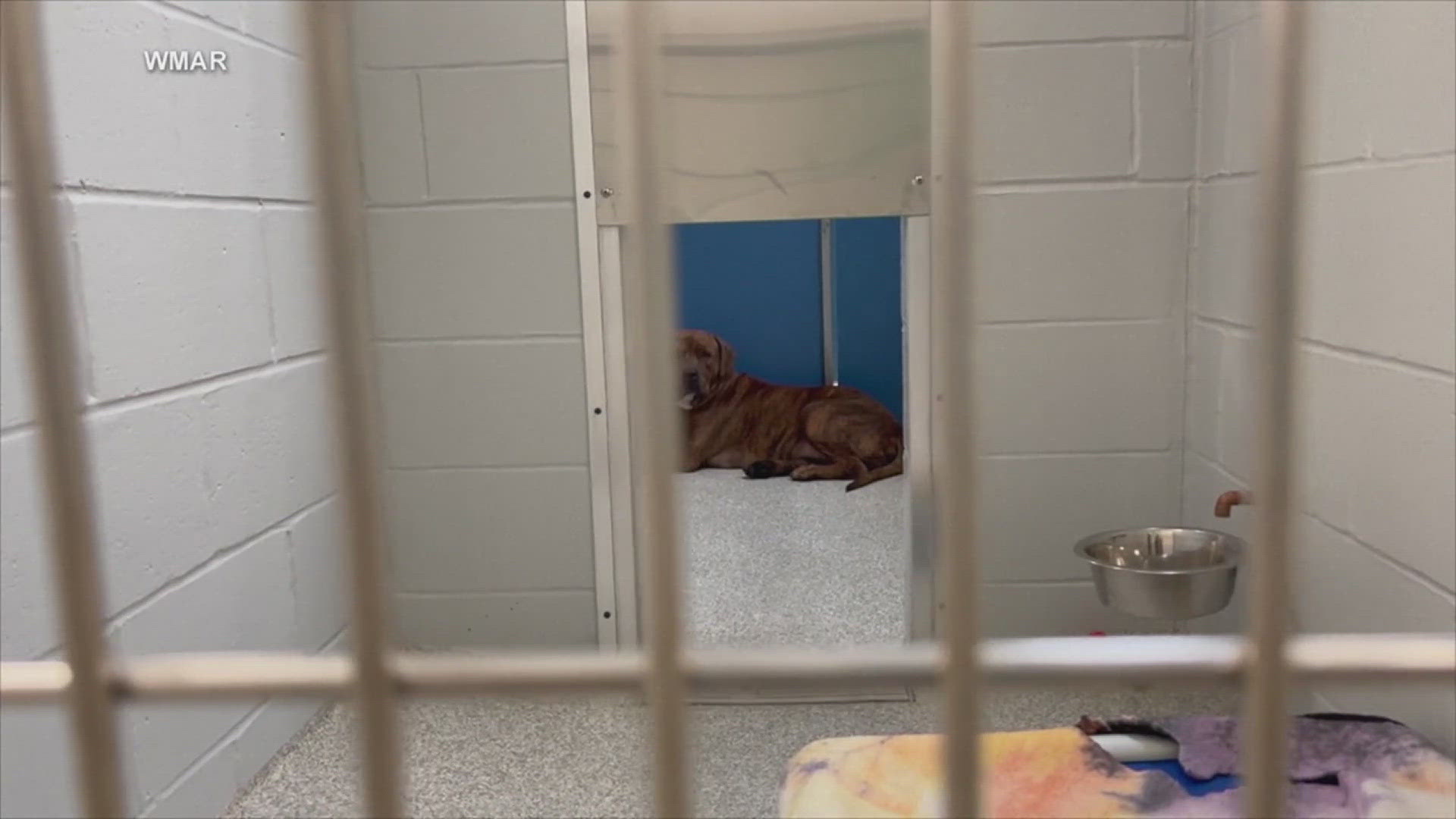 Many of the recent surrenders have come from the owner's inability to afford their pets or being forced to move to more affordable housing.