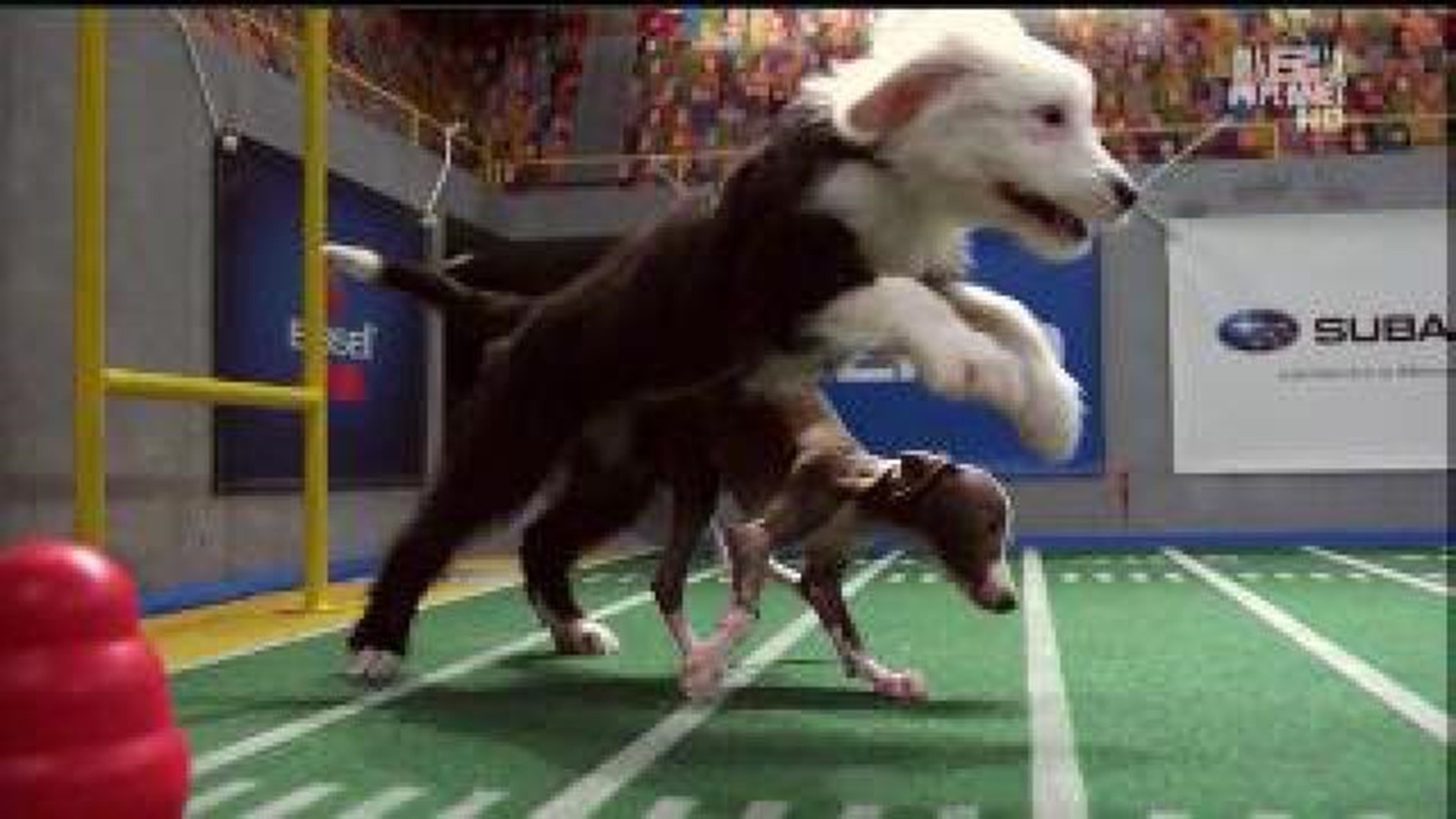 Puppy Bowl features Iowa talent