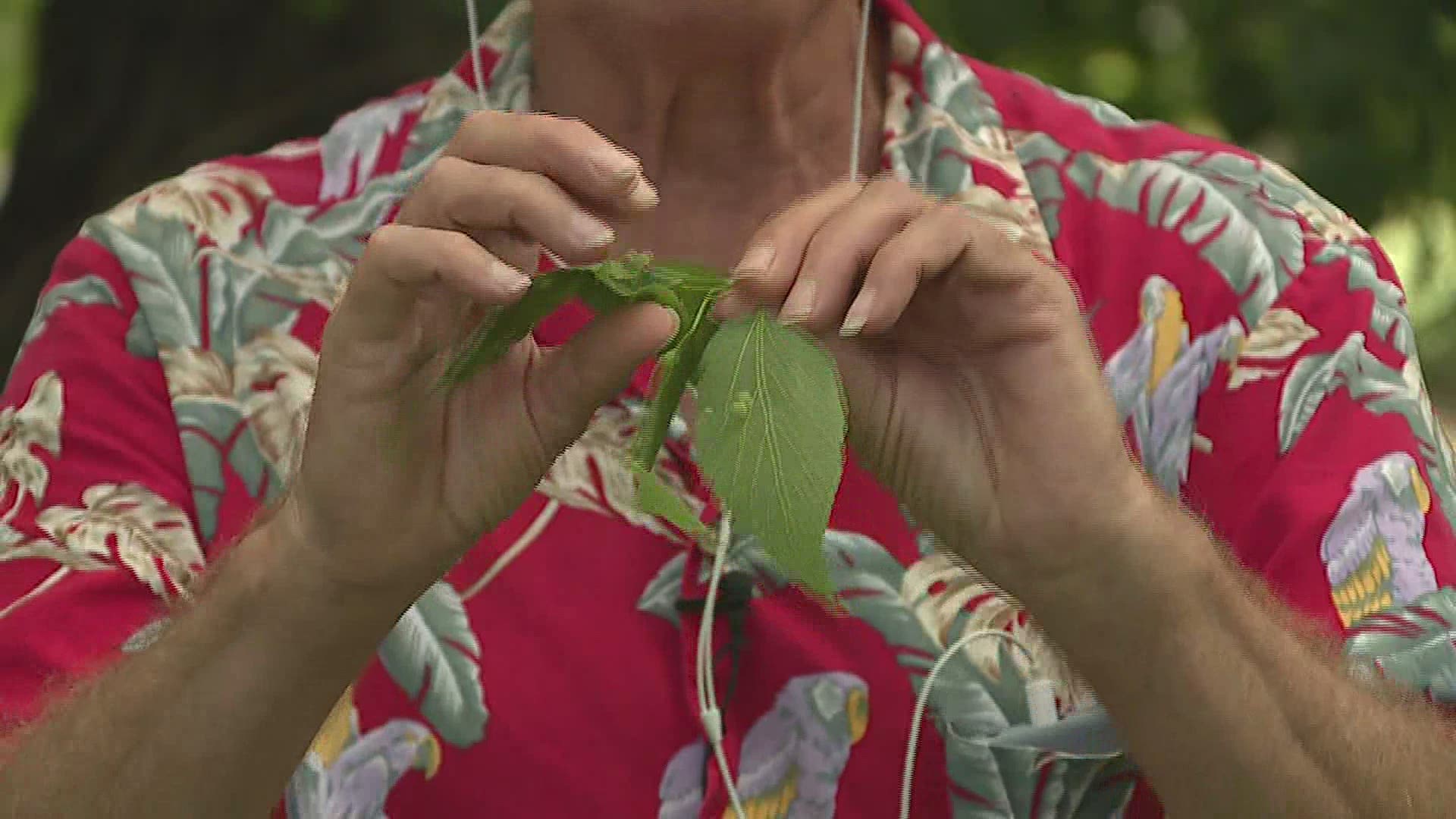 Galls on tree leaves are not harmful to the tree, says plant and gardening expert Craig Hignight.
