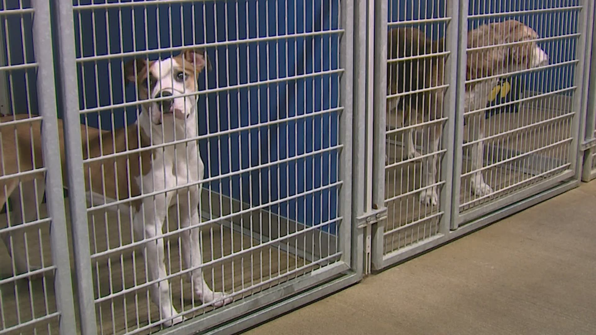 Instead the stores will have to get dogs from shelters