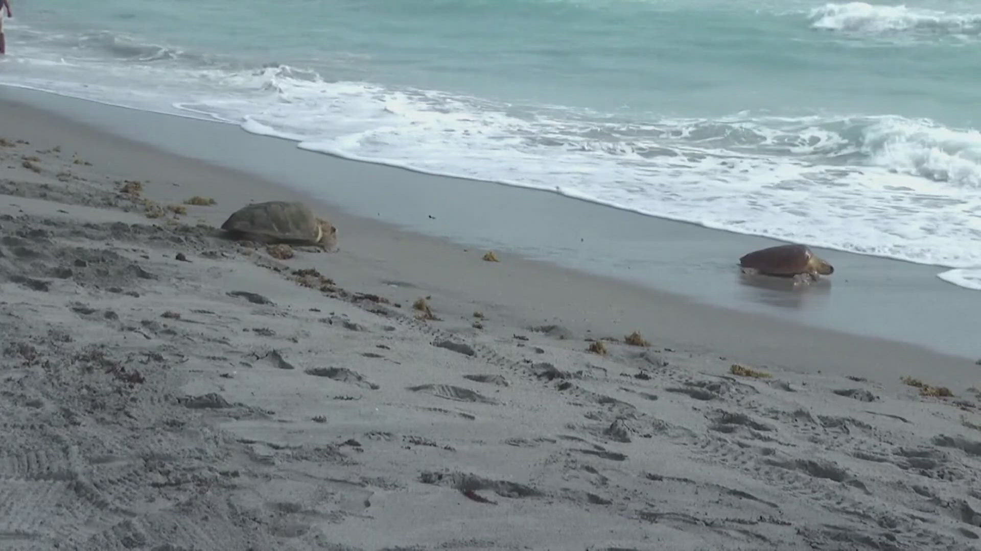 Two loggerhead turtles were released back into the Florida ocean after needing surgery to repair a flipper that had been caught in a fishing line.