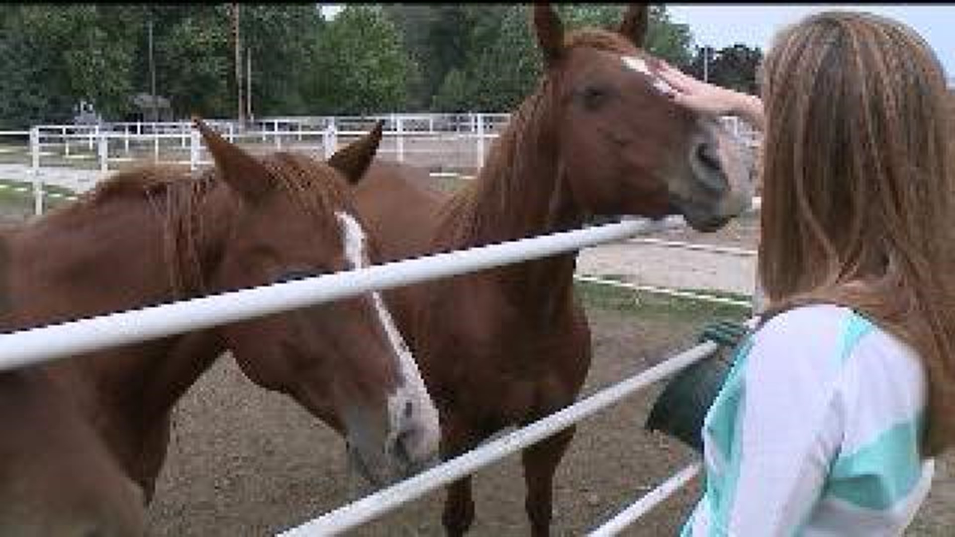 Starving horses rescued