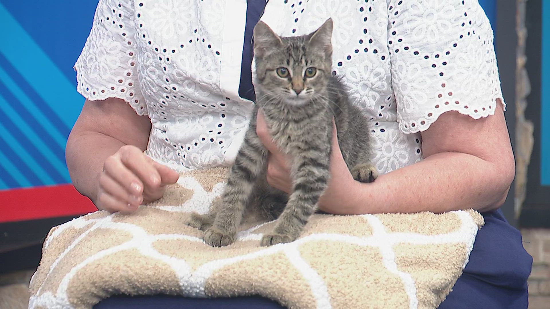 Friday is a two-month-old male neutered kitten who has lots of energy!