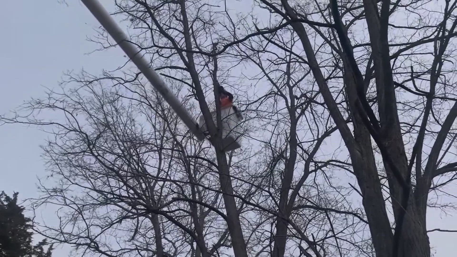 A Notch Above Tree Service used a bucket truck to retrieve the cat.