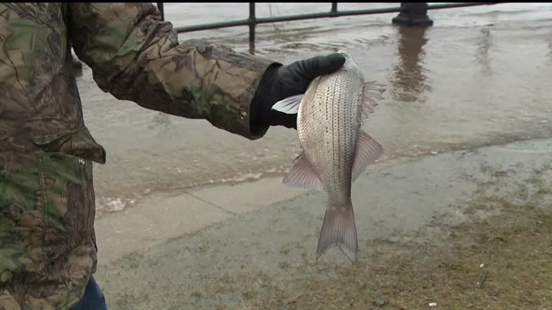 Rising Mississippi waters welcomed by local fisherman