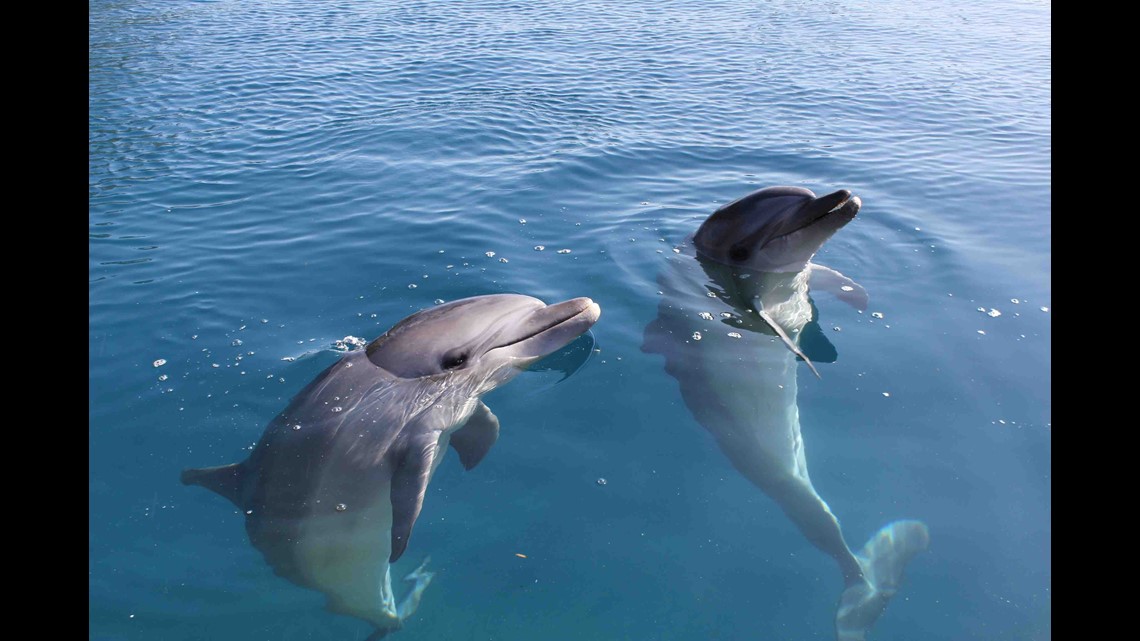 Dolphin photo in Jacksonville area reminds us to leave wildlife be