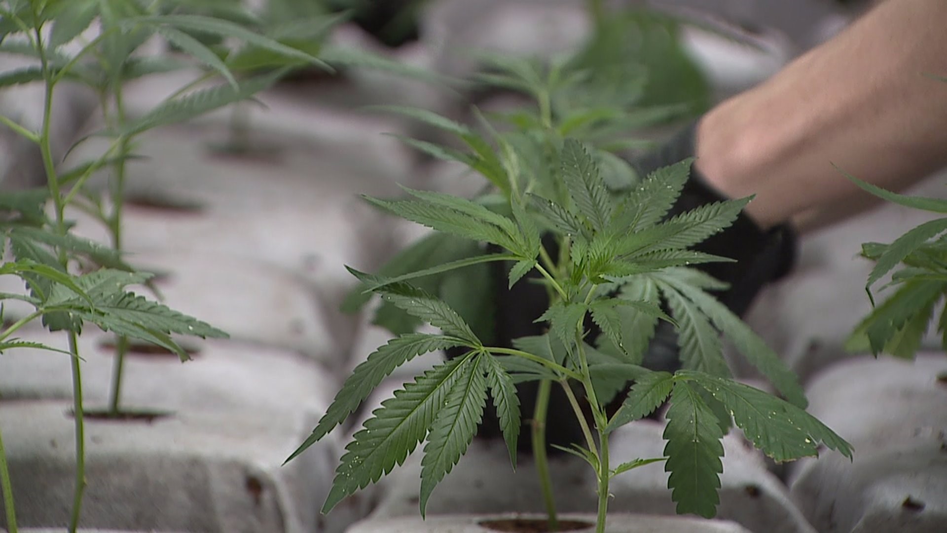 Rock Island marijuana plant set to double its output with new expansion